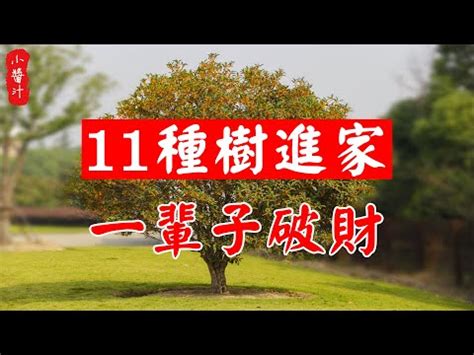 門前種桂花|【門前種桂花】門前種桂花讓福氣爆棚！快來探索桂花樹的風水奧。